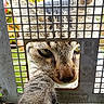 cat, paw, metal_grate, curious, close_up, outdoor, animal, feline, fur, whiskers, green_eyes, grid_pattern, texture, nature, pet, window, face, claw, portrait, animal_face