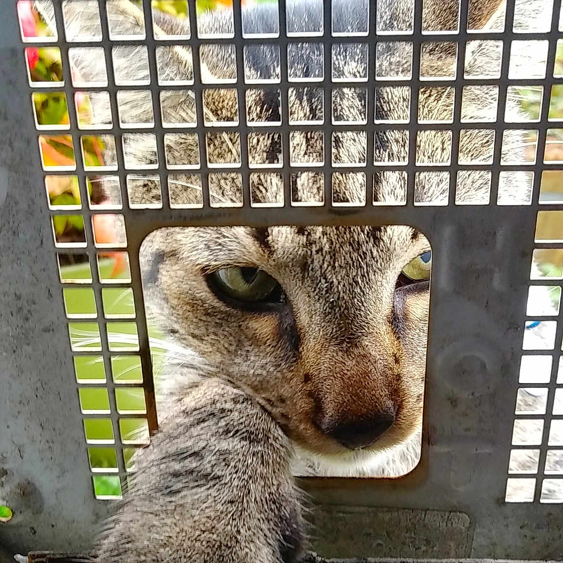 Max joined the competition — help win amazing prizes! cat, paw, metal_grate, curious, close_up, outdoor, animal, feline, fur, whiskers, green_eyes, grid_pattern, texture, nature, pet, window, face, claw, portrait, animal_face