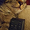 Max joined the competition — help win amazing prizes! cat, tabby_cat, sleeping, remote_control, couch, indoor, pet, feline, whiskers, close_up, relaxation, cozy, fur, animal, domestic_animal, resting, soft, cute, content, household_item