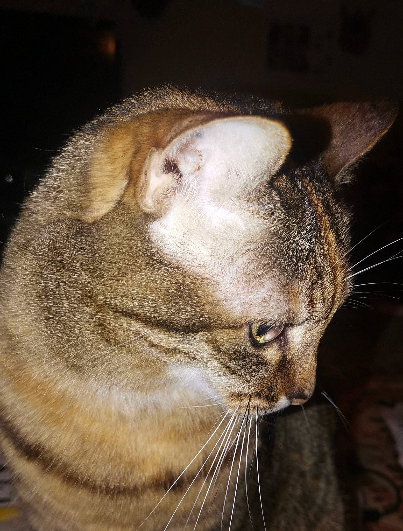 Noisette participe au concours pour gagner de l'argent avec cette photo : carnivore, cat, domestic_short_haired_cat, ear, eye, fawn, felidae, fur, head, small_to_medium_sized_cats, snout, terrestrial_animal, whiskers, wildlife, wrinkle