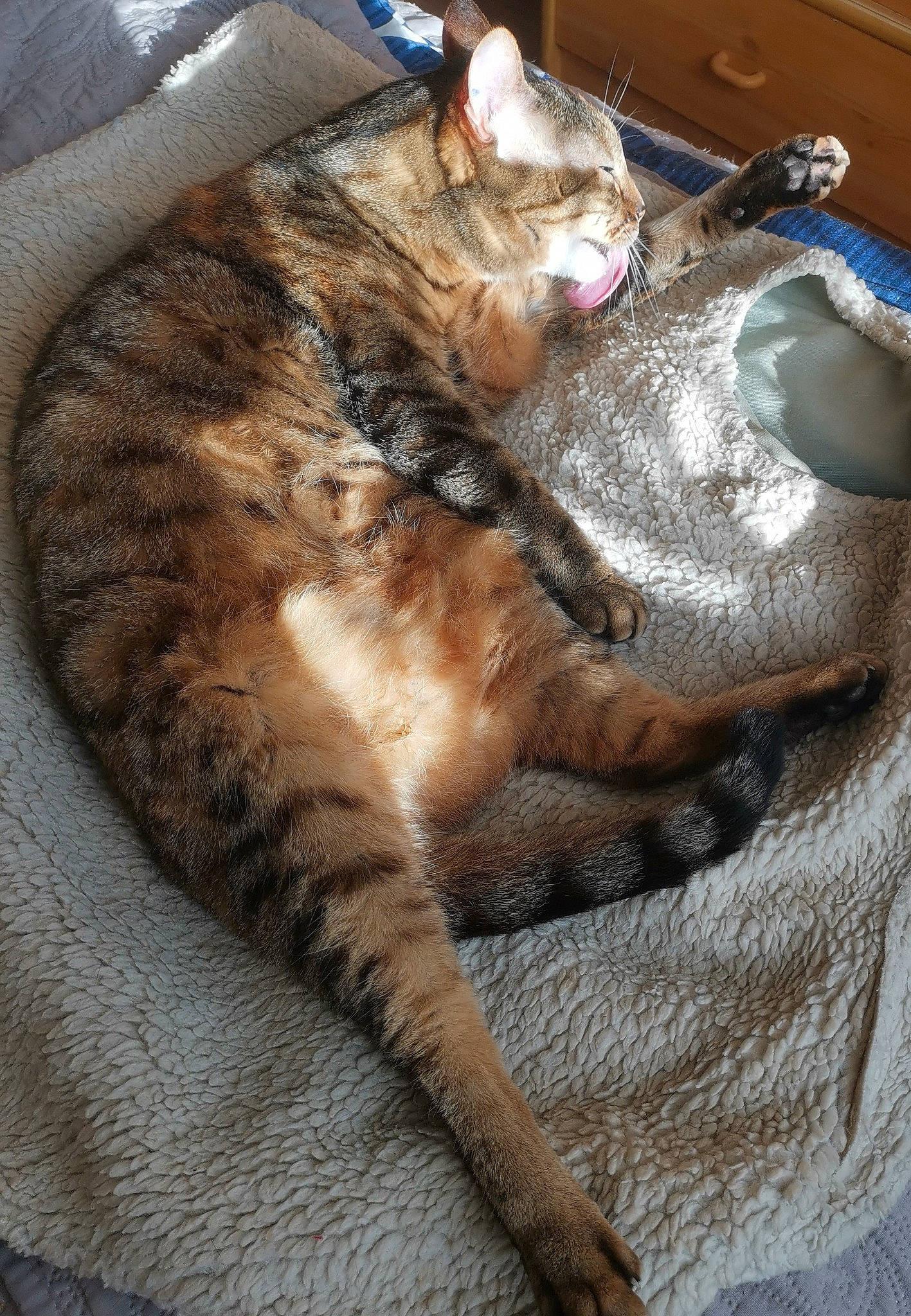 Noisette participe au concours pour gagner de l'argent avec cette photo : carnivore, cat, claw, comfort, domestic_short_haired_cat, felidae, fur, nap, paw, sleep, small_to_medium_sized_cats, tail, terrestrial_animal, whiskers