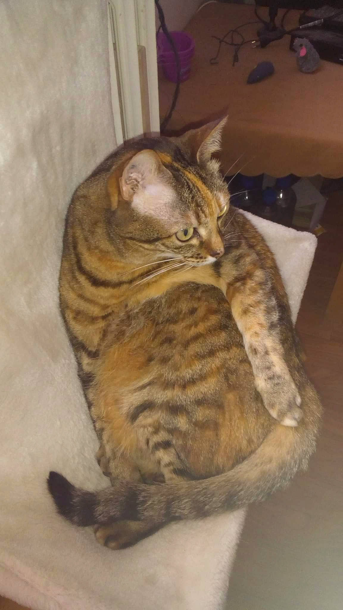 Noisette participe au concours pour gagner de l'argent avec cette photo : carnivore, cat, comfort, domestic_short_haired_cat, drawer, fawn, felidae, fur, paw, small_to_medium_sized_cats, snout, tail, terrestrial_animal, whiskers