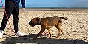 Uko a rejoint le concours — aidez-le/la à gagner de superbes lots ! accessories, animal, beach, boy, canine, child, clothing, coast, coat, dog, footwear, jacket, male, nature, person, pet, shoe, strap, walking, walkingdog
