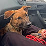 Uko a rejoint le concours — aidez-le/la à gagner de superbes lots ! alloywheel, animal, bodypart, canine, car, carwheel, cushion, dog, finger, hand, homedecor, hound, machine, pet, puppy, spoke, tire, transportation, vehicle, wheel
