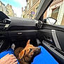Uko a rejoint le concours — aidez-le/la à gagner de superbes lots ! alloywheel, animal, baby, canine, car, carwheel, city, clothing, dog, glove, hound, machine, person, pet, puppy, spoke, tire, transportation, vehicle, wheel
