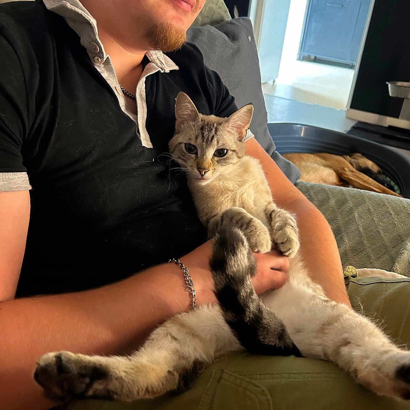 Crevette participe au concours pour gagner de l'argent avec cette photo : accessories, adult, animal, cat, couch, face, furniture, glasses, head, homedecor, indoors, jewelry, kitten, male, man, necklace, person, pet, photography, portrait