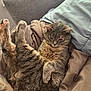 Kiwi is registered to the contest to win money with this photo: animal, blanket, cat, comfort, couch, cozy, cute, feline, fur, furniture, hand, home, human, indoor, paw, pet, relaxed, resting, sleepy, tabby