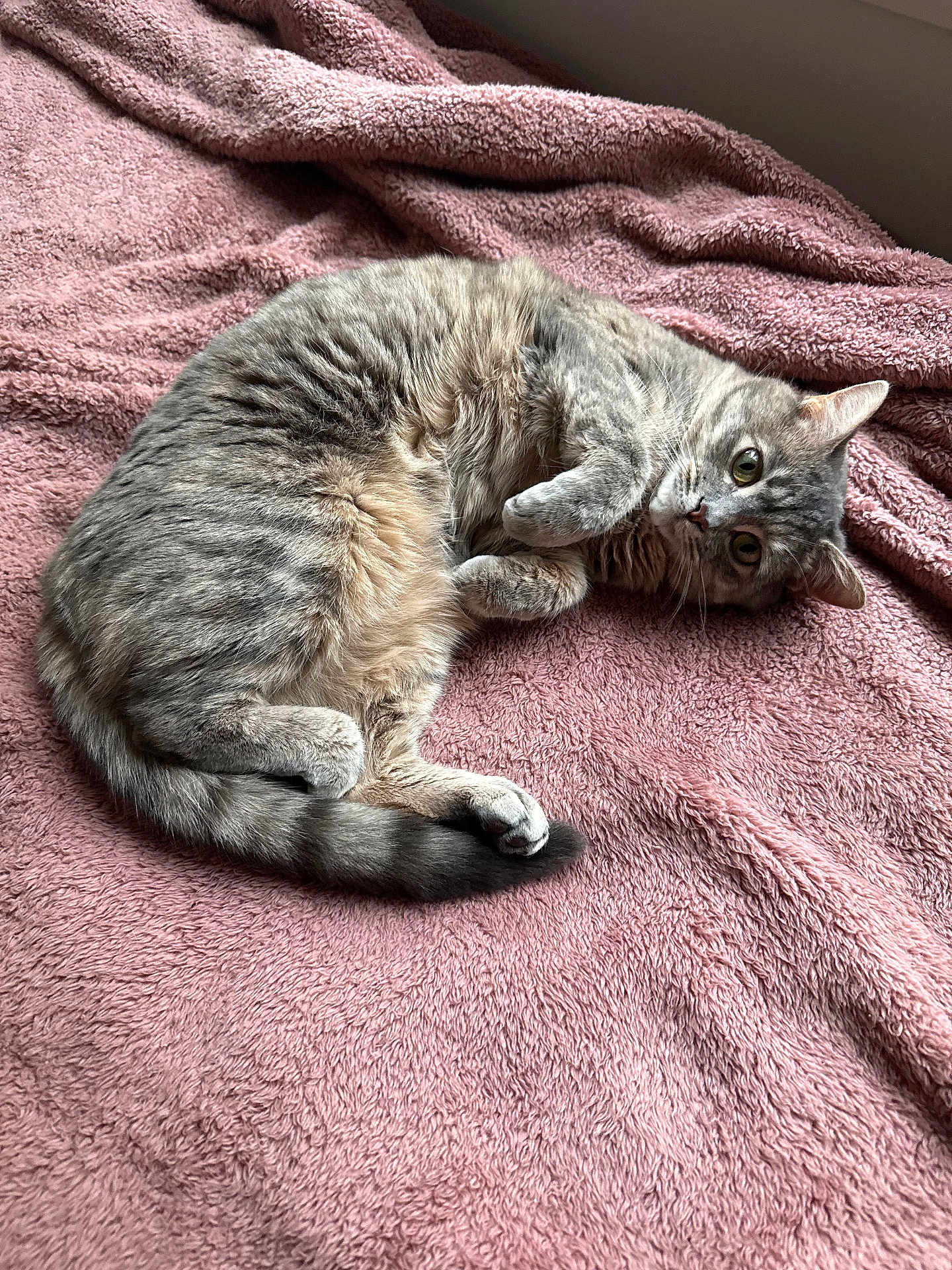 Kiwi