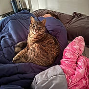 Kiwi joined the competition — help win amazing prizes! animal, bed, blanket, blue_comforter, cat, comforter, cozy, face, fur, furniture, home, human, indoor, person, pet, pink_blanket, relaxing, rest, sleeping, tabby_cat