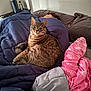 animal, bed, blanket, blue_comforter, cat, comforter, cozy, face, fur, furniture, home, human, indoor, person, pet, pink_blanket, relaxing, rest, sleeping, tabby_cat