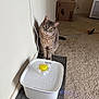 Kiwi is registered to the contest to win money with this photo: cardboard_box, carpet, cat, cat_toy, cord, curious, domestic_cat, feather_toy, feline, floor, household, indoor, mat, pet, relaxed, sitting, tabby, wall, water_fountain, yellow_eyes
