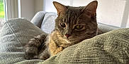 Kiwi joined the competition — help win amazing prizes! calm, cat, cozy, cushion, ears, feline, fur, green, home_interior, indoor, natural_light, pet, quiet, relaxation, resting, sofa, tabby_cat, texture, whiskers, window