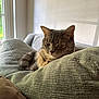 calm, cat, cozy, cushion, ears, feline, fur, green, home_interior, indoor, natural_light, pet, quiet, relaxation, resting, sofa, tabby_cat, texture, whiskers, window
