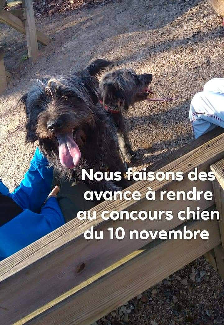 Rose participe au concours pour gagner de l'argent avec cette photo : asphalt, canidae, carnivore, companion_dog, dog, dog_breed, font, fur, landscape, photo_caption, small_terrier, snout, soil, sporting_group, terrier, toy_dog, water_dog, wood, working_animal, working_dog