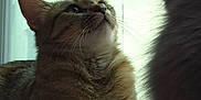 Peaches is registered to the contest to win money with this photo: animal, cat, cats, close_up, companions, curious, domestic_animal, feline, fur, indoor, interaction, looking, natural_light, pets, profile, shadow, sitting, two_animals, whiskers, window