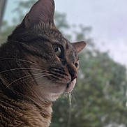 Peaches joined the competition — help win amazing prizes! animal, blurred_background, calm, cat, close_up, domestic_animal, fur, greenery, looking_away, mammal, nature, outdoor, pet, portrait, profile, side_view, soft_light, tabby_cat, whiskers, window