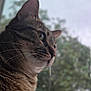 animal, blurred_background, calm, cat, close_up, domestic_animal, fur, greenery, looking_away, mammal, nature, outdoor, pet, portrait, profile, side_view, soft_light, tabby_cat, whiskers, window