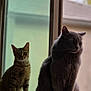 Milo joined the competition — help win amazing prizes! animal, blinds, cat, contemplative, curious, daylight, domestic, feline, fur, gray_cat, home, house, indoor, looking, pets, quiet, sitting, tabby_cat, window, windowsill