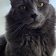 Milo joined the competition — help win amazing prizes! animal, cat, close_up, curious, cute, detailed_fur, domestic_cat, ears, feline, fluffy_fur, gray_cat, indoor, looking_at_camera, muzzle, nose, pet, portrait, soft_light, whiskers, yellow_eyes