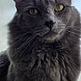 animal, cat, close_up, curious, cute, detailed_fur, domestic_cat, ears, feline, fluffy_fur, gray_cat, indoor, looking_at_camera, muzzle, nose, pet, portrait, soft_light, whiskers, yellow_eyes