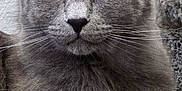Milo is registered to the contest to win money with this photo: animal, carpet, cat, close_up, cute, domestic_animal, ears, face, feline, fur, gray_cat, indoor, mammal, paw, pet, portrait, relaxed, resting, whiskers, yellow_eyes