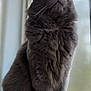 Milo is registered to the contest to win money with this photo: animal, cat, closeup, curious, domestic_animal, feline, fluffy, fur, gray_cat, indoor, looking_up, mammal, natural_light, pet, portrait, sitting, whiskers, window, windowsill, yellow_eyes