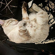 Simba participe au concours pour gagner de l'argent avec cette photo : cat, sleeping, fur, pet, cozy, indoor, animal, resting, cute, whiskers, paws, relaxed, feline, patterned_blanket, black_and_white, soft, domestic_cat, nap, close_up, adorable