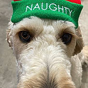 Santos joined the competition — help win amazing prizes! animal, canine, close_up, curious, cute, dog, embroidery, face, festive, fur, green, hat, indoors, looking, nose, pet, portrait, red, whiskers, winter_hat