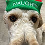animal, canine, close_up, curious, cute, dog, embroidery, face, festive, fur, green, hat, indoors, looking, nose, pet, portrait, red, whiskers, winter_hat