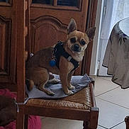Louky a rejoint le concours — aidez-le/la à gagner de superbes lots ! dog, small_dog, chair, wooden_chair, harness, indoor, tile_floor, table, tablecloth, wooden_cabinet, pet, animal, brown_dog, looking_at_camera, calm, domestic, furniture, home, floor, curtain