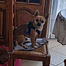 dog, small_dog, chair, wooden_chair, harness, indoor, tile_floor, table, tablecloth, wooden_cabinet, pet, animal, brown_dog, looking_at_camera, calm, domestic, furniture, home, floor, curtain