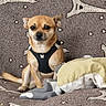 Louky a rejoint le concours — aidez-le/la à gagner de superbes lots ! dog, small_dog, tan_dog, harness, couch, pillow, blanket, indoor, pet, animal, seated, furniture, patterned_fabric, eiffel_tower_pattern, star_pattern, cozy, relaxed, cute, companion, domestic