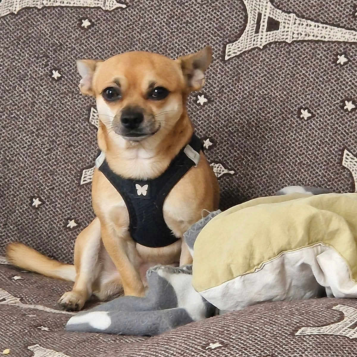 Louky a rejoint le concours — aidez-le/la à gagner de superbes lots ! dog, small_dog, tan_dog, harness, couch, pillow, blanket, indoor, pet, animal, seated, furniture, patterned_fabric, eiffel_tower_pattern, star_pattern, cozy, relaxed, cute, companion, domestic