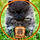 pspriet
