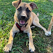 Azula joined the competition — help win amazing prizes! puppy, dog, grass, outdoor, smiling, happy, pet, canine, sunlight, harness, tag, ears, tongue, nature, playful, animal, closeup, young, park, relaxed