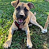 puppy, dog, grass, outdoor, smiling, happy, pet, canine, sunlight, harness, tag, ears, tongue, nature, playful, animal, closeup, young, park, relaxed