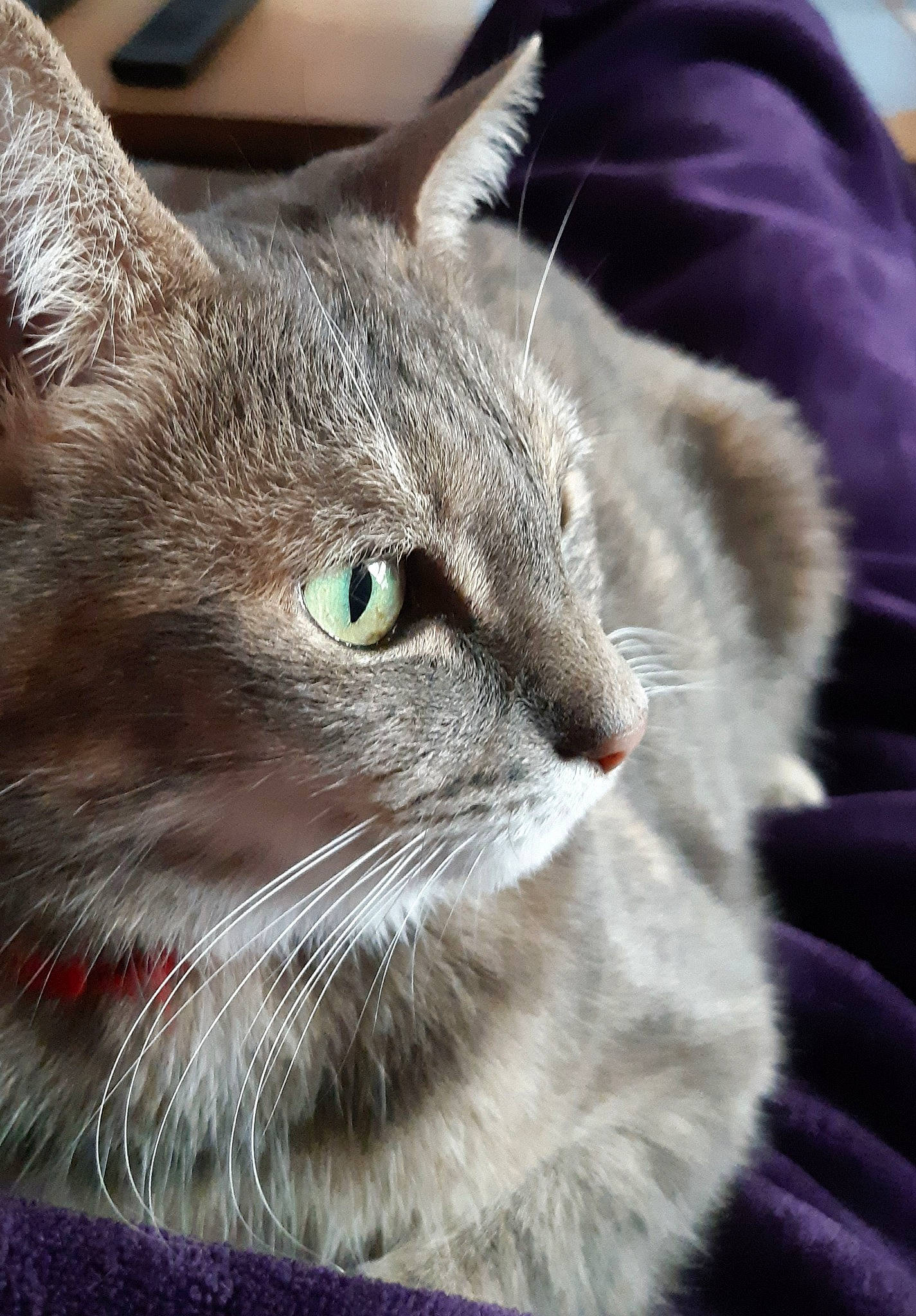 Papaye a rejoint le concours — aidez-le/la à gagner de superbes lots ! carnivore, cat, chartreux, close_up, domestic_short_haired_cat, felidae, fur, grey, plant, small_to_medium_sized_cats, snout, terrestrial_animal, whiskers, wildlife, window