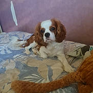 Chula a rejoint le concours — aidez-le/la à gagner de superbes lots ! animal, bed, bedspread, brown, cavalier_king_charles_spaniel, companion, cute, dog, domestic, ears, fur, indoor, looking, mammal, pet, resting, sleepy, stuffed_animal, toy, white
