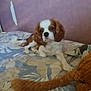 animal, bed, bedspread, brown, cavalier_king_charles_spaniel, companion, cute, dog, domestic, ears, fur, indoor, looking, mammal, pet, resting, sleepy, stuffed_animal, toy, white