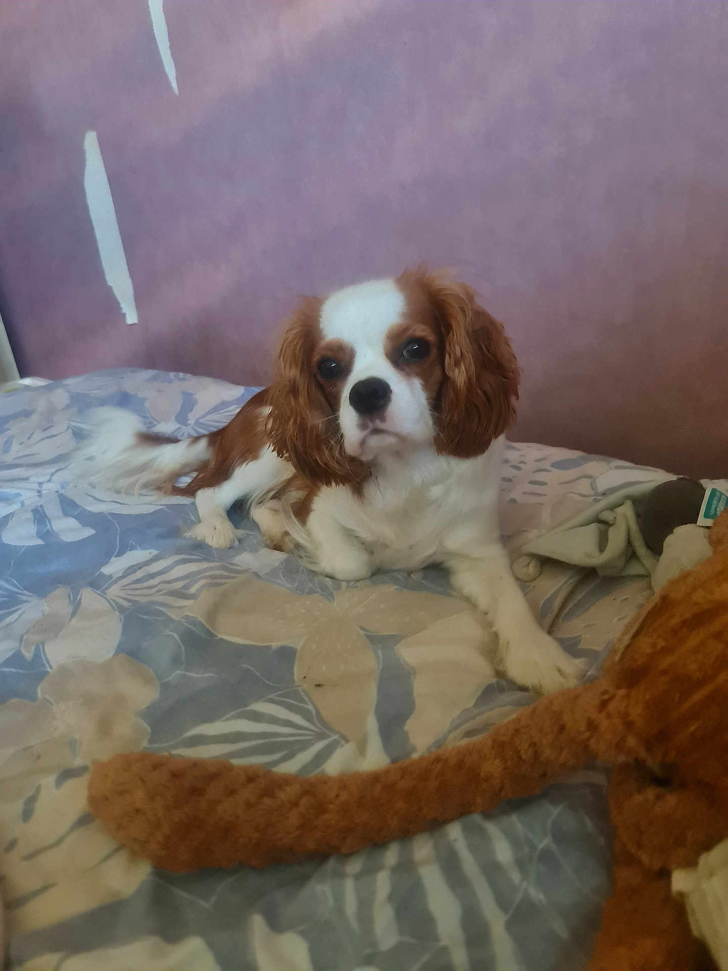 Chula