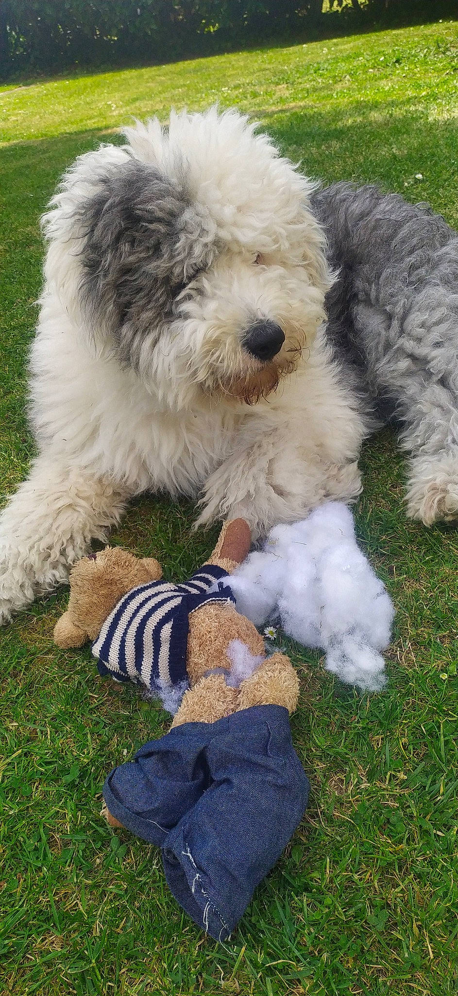 Marley participe au concours pour gagner de l'argent avec cette photo : briquet_griffon_vendeen, canidae, carnivore, companion_dog, dog, dog_breed, goldendoodle, labradoodle, lagotto_romagnolo, mammal, old_english_sheepdog, polish_lowland_sheepdog, pumi, rare_breed_dog, sapsali, sporting_group, terrier, tibetan_terrier, vertebrate, working_dog