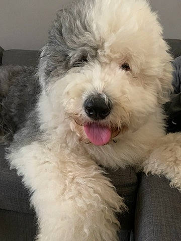 Marley participe au concours pour gagner de l'argent avec cette photo : briquet_griffon_vendeen, canidae, carnivore, companion_dog, dog, dog_breed, goldendoodle, labradoodle, maltepoo, mammal, old_english_sheepdog, poodle, puppy, rare_breed_dog, romanian_mioritic_shepherd_dog, sapsali, terrier, vertebrate