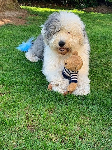 Marley a rejoint le concours — aidez-le/la à gagner de superbes lots ! briquet_griffon_vendeen, canidae, carnivore, companion_dog, dog, dog_breed, goldendoodle, grass, labradoodle, mammal, old_english_sheepdog, petit_basset_griffon_vendeen, polish_lowland_sheepdog, poodle_crossbreed, rare_breed_dog, sapsali, sporting_group, terrier, tibetan_terrier, vertebrate