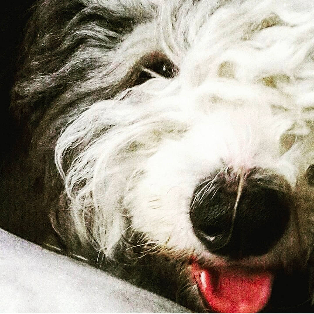 Marley participe au concours pour gagner de l'argent avec cette photo : black_and_white, canidae, carnivore, close_up, dog, dog_breed, eye, maltese, mammal, nose, old_english_sheepdog, petit_basset_griffon_vendeen, puppy, sealyham_terrier, snout, terrier, tibetan_terrier, toy_dog, vertebrate, west_highland_white_terrier