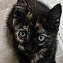 kitten, cat, tortoiseshell, close_up, green_eyes, fur, whiskers, pet, animal, cute, looking_up, indoor, young_cat, small, ears, face, curious, feline, portrait, domestic_cat