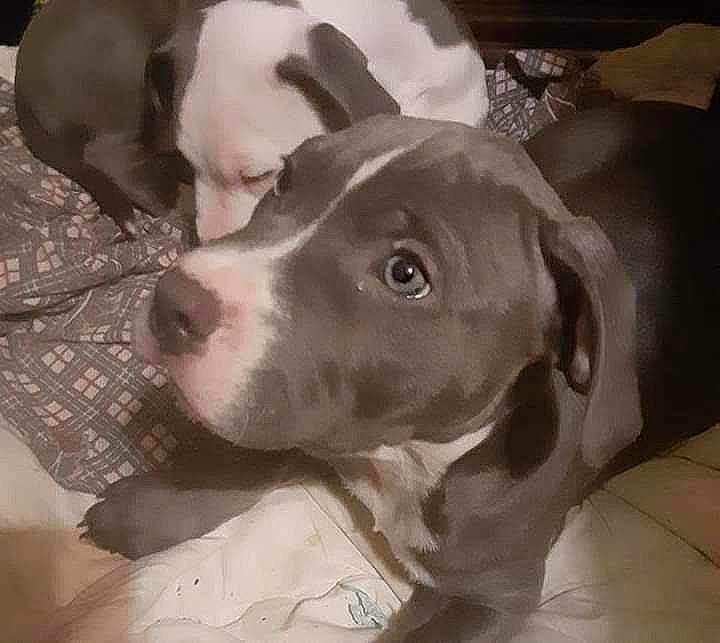 Leroy is registered to the contest to win money with this photo: canidae, carnivore, comfort, companion_dog, dog, dog_breed, ear, fawn, fur, gun_dog, jaw, metal, monochrome, monochrome_photography, no_expression, non_sporting_group, snout, sporting_group, whiskers, working_animal