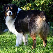 Lucifer participe au concours pour gagner de l'argent avec cette photo : dog, australian_shepherd, tricolor, grass, outdoor, pet, animal, fur, nature, leafy_background, alert, standing, sunlight, canine, mammal, portrait, greenery, companion, friendly, watchful