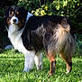 dog, australian_shepherd, tricolor, grass, outdoor, pet, animal, fur, nature, leafy_background, alert, standing, sunlight, canine, mammal, portrait, greenery, companion, friendly, watchful