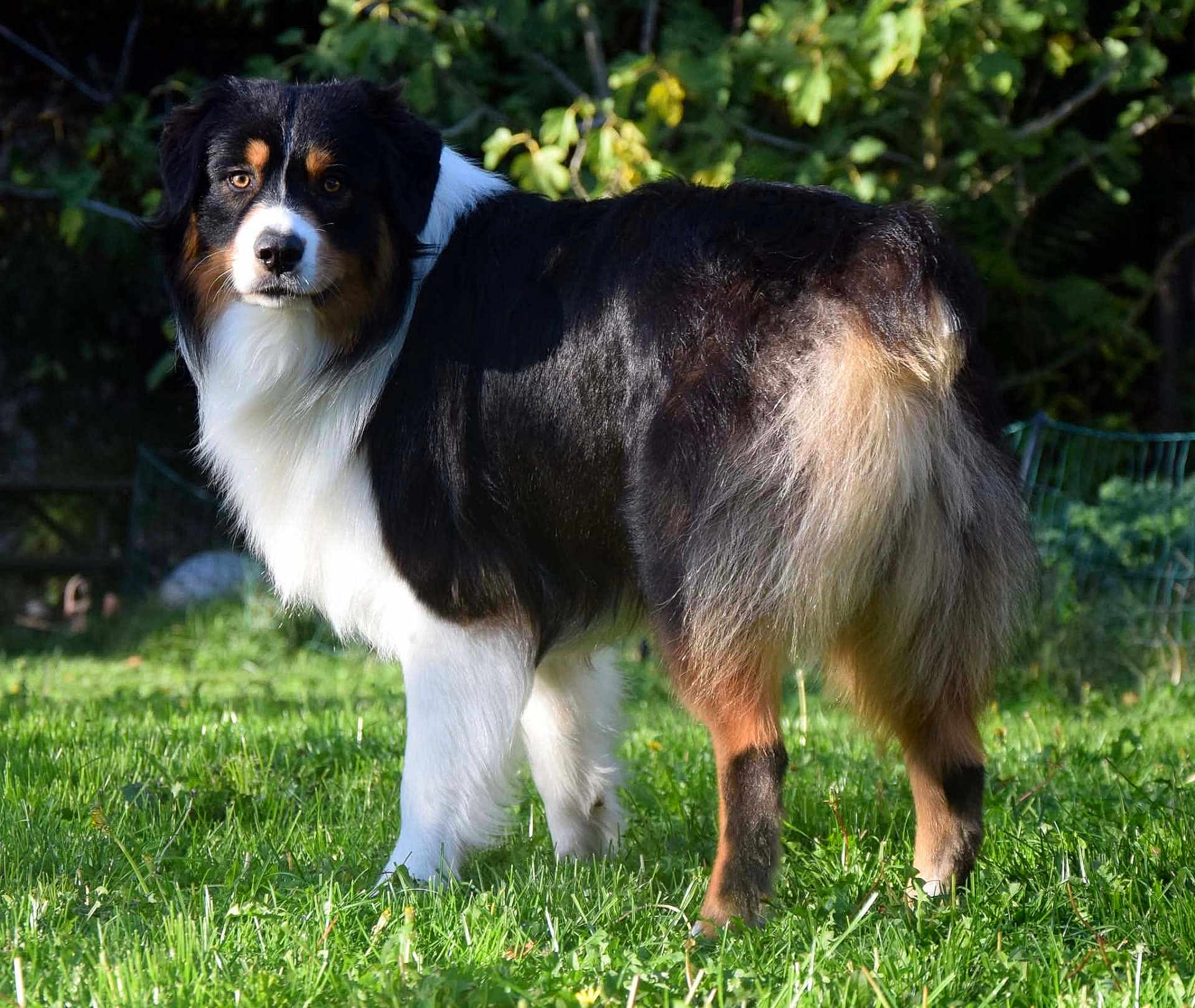 Lucifer participe au concours pour gagner de l'argent avec cette photo : dog, australian_shepherd, tricolor, grass, outdoor, pet, animal, fur, nature, leafy_background, alert, standing, sunlight, canine, mammal, portrait, greenery, companion, friendly, watchful