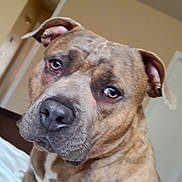 Sir joined the competition — help win amazing prizes! animal, brindle, brown, canine, close_up, companion, dog, domestic_animal, ears, expression, face, fur, house, indoor, looking_away, mammal, nose, pet, portrait, white